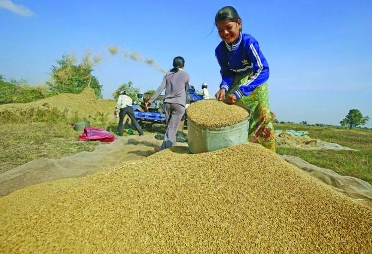 緬甸國內大米價格暴漲刷新紀錄；大米出口量喜人